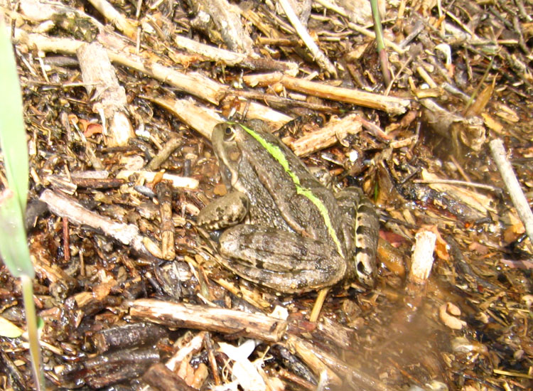 Rana sp. - Pelpohylax kl. esculentus (prov. Parma)